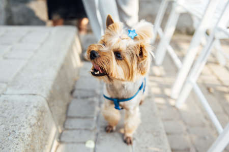 Cute yorkshire terrier sitting on a white chair and looking at the cameraの写真素材