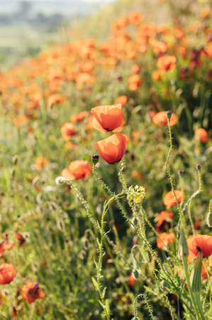 Beautiful poppies on the green bank of a sloping field in the English countryside in high summerの写真素材