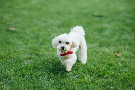 Small cute puppy of maltese dog sitting in the grass. White fluffy furの写真素材