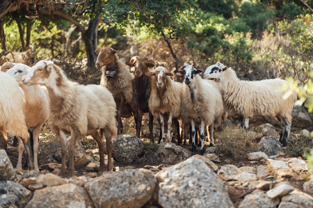 Herd of domestic sheep and goats on a mountain pasture. Greek island of Crete