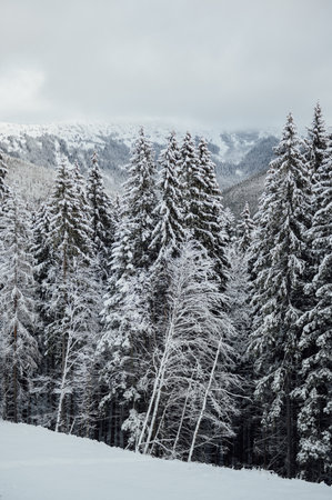 Pine trees covered with snow on frosty evening. Beautiful winter panoramaの写真素材