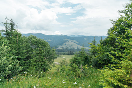 Green Ukrainian mountains. Summer time. Beautiful views of the largest peaks.の写真素材