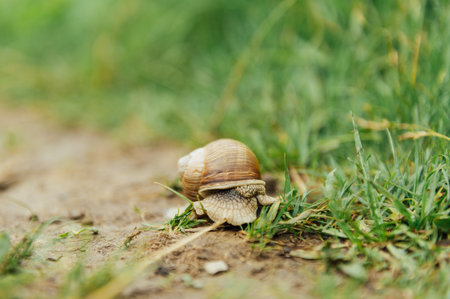 Snail crawling along a path next to wet grass. Close up of the snail taken from side view.の写真素材