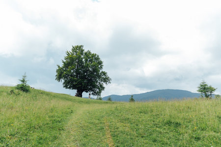 Green Ukrainian mountains. Summer time. Beautiful views of the largest peaks.の写真素材