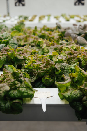 Hydroponic agricultural system, organic hydroponic vegetable garden at greenhouse.の写真素材