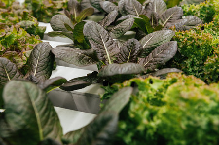 Hydroponic agricultural system, organic hydroponic vegetable garden at greenhouse.
