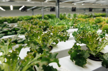 Hydroponic agricultural system, organic hydroponic vegetable garden at greenhouse.の写真素材