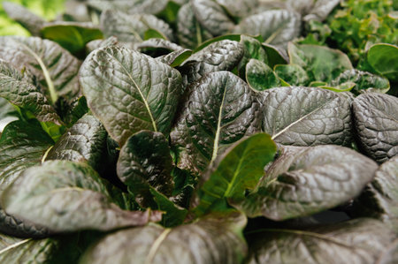 Hydroponic agricultural system, organic hydroponic vegetable garden at greenhouse.の写真素材