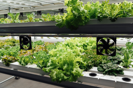 Environmentally friendly salad cultivation. Hydroponics in the room. Salads are grown in PVC pipes with useful mineralsの写真素材
