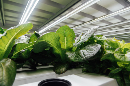 Environmentally friendly salad cultivation. Hydroponics in the room. Salads are grown in PVC pipes with useful mineralsの写真素材