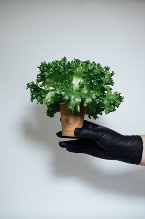 The farmer in black gloves holds fresh salad leaves in a cardboard cup. Fresh product is ready for useの写真素材