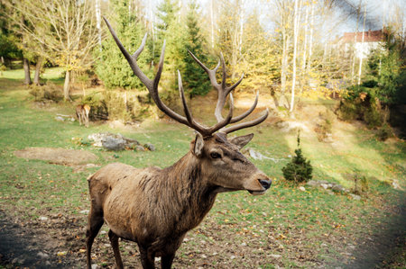 Wild old male red deer is looking to camera by the female red deer on green grass.の写真素材