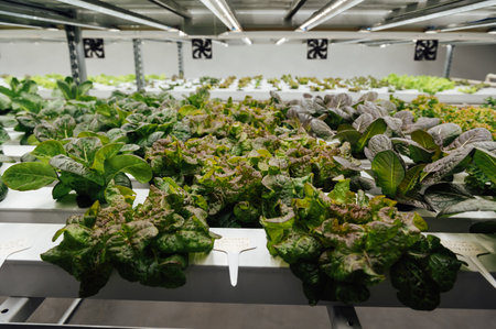Hydroponics System growing vegetables, Salad in a garden in Ukraine.の写真素材