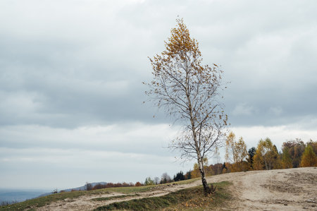 Golden autumn in the Carpathians. Mining arrays combined with trees with yellow leaves. Beautiful clouds and sunの写真素材