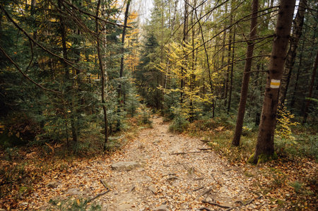 Mountain path among trees and open areas in the Carpathian Mountains. Beautiful nature landscape. Ukraineの写真素材