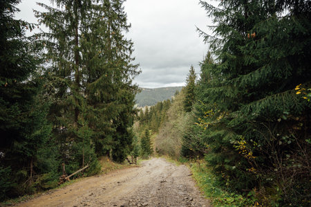 Mountain path among trees and open areas in the Carpathian Mountains. Beautiful nature landscape. Ukraineの写真素材