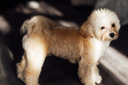 Wedding dog on bridal dressの写真素材