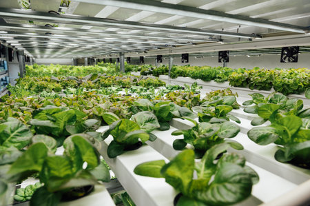 Hydroponics System growing vegetables, Salad in a garden in Ukraine, salad growing in a PVC pipe...