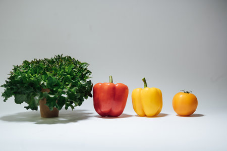 A set of fresh vegetables for making a healthy salad for breakfast or lunch.の写真素材