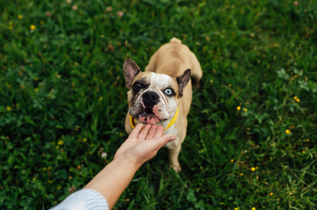 Adorable French Bulldog spending time outdoors on the grass with its owner. Playful and happy purebred dog, featuring rare heterochromia with different colored eyes. Perfect for concepts of pet care, friendship, love for animalsの写真素材