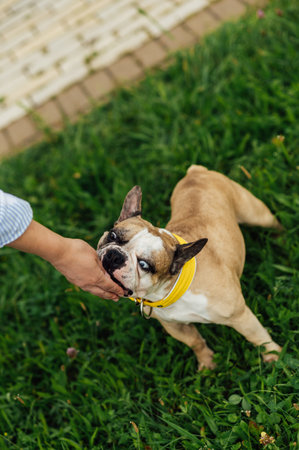 Adorable French Bulldog spending time outdoors on the grass with its owner. Playful and happy purebred dog, featuring rare heterochromia with different colored eyes. Perfect for concepts of pet care, friendship, love for animalsの写真素材