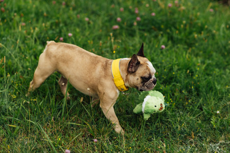 Adorable French Bulldog spending time outdoors on the grass. Playful and happy purebred dog, featuring rare heterochromia with different colored eyes. Perfect for concepts of pet care, friendship, love for animalsの写真素材