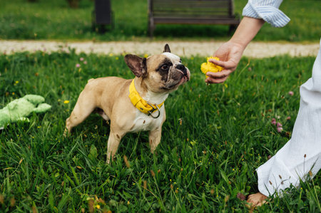 Adorable French Bulldog spending time outdoors on the grass with its owner. Playful and happy purebred dog, featuring rare heterochromia with different colored eyes. Perfect for concepts of pet care, friendship, love for animalsの写真素材