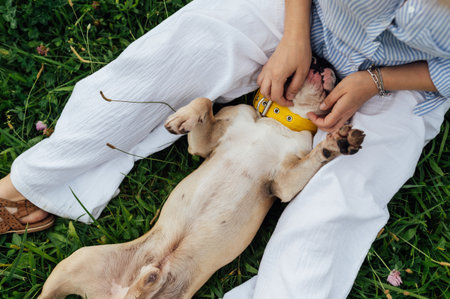 Adorable French Bulldog spending time outdoors on the grass with its owner. Playful and happy...