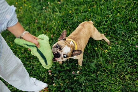 Adorable French Bulldog spending time outdoors on the grass with its owner. Playful and happy purebred dog, featuring rare heterochromia with different colored eyes. Perfect for concepts of pet care, friendship, love for animalsの写真素材