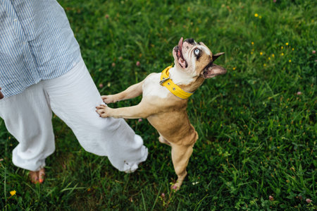 Adorable French Bulldog spending time outdoors on the grass with its owner. Playful and happy purebred dog, featuring rare heterochromia with different colored eyes. Perfect for concepts of pet care, friendship, love for animalsの写真素材