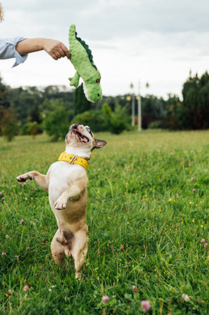 Adorable French Bulldog spending time outdoors on the grass with its owner. Playful and happy purebred dog, featuring rare heterochromia with different colored eyes. Perfect for concepts of pet care, friendship, love for animalsの写真素材