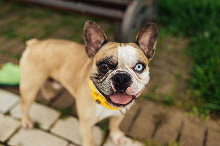 Adorable French Bulldog spending time outdoors on the grass with its owner. Playful and happy purebred dog, featuring rare heterochromia with different colored eyes. Perfect for concepts of pet care, friendship, love for animalsの写真素材