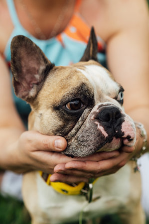 Adorable French Bulldog spending time outdoors on the grass with its owner. Playful and happy purebred dog, featuring rare heterochromia with different colored eyes. Perfect for concepts of pet care, friendship, love for animalsの写真素材