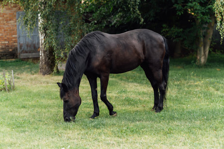 Beautiful black horse grazing in the meadow on a sunny dayの写真素材