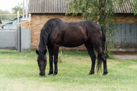 Beautiful black horse grazing on a green meadow in summer.の写真素材