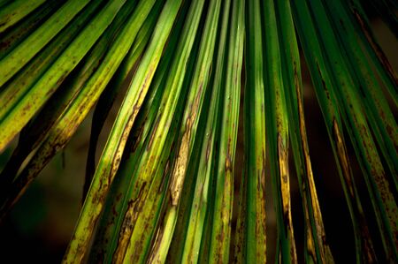 palmの写真素材