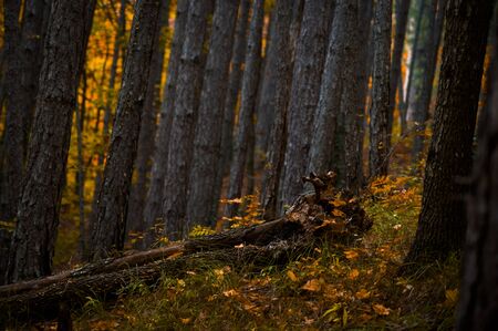 a fallen treeの写真素材