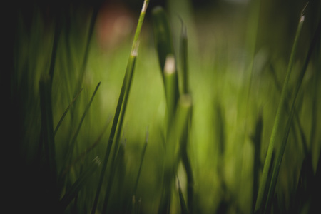 Summer day. Green background of lush grassの写真素材