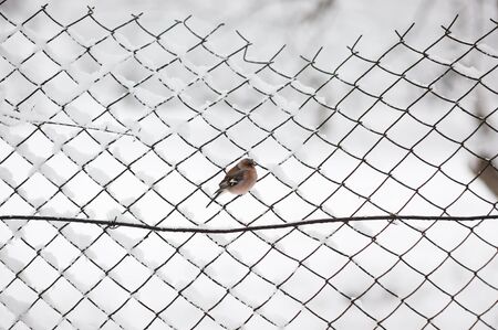 bird on a chain-link fence snowy winterの写真素材