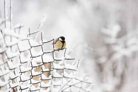 bird sitting on a chain-link fence in winter snowの写真素材