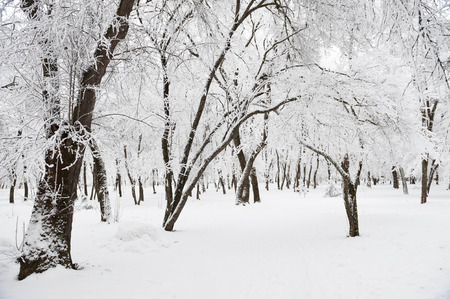 Winter  forest  park  snow  weather climate changeの写真素材