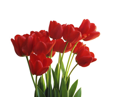 Tulips, Isolated on White Backgroundの写真素材