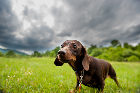 Dachshund dog standing on grass in front of forest and cloudsの写真素材