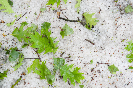 large hail and green leaves fallen from trees