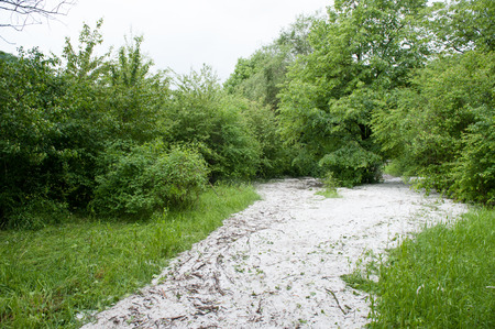 hail flows are among the trees in summerの写真素材