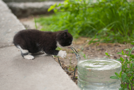 beautiful kitten stretches to a container with water clutching a ropeの写真素材