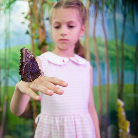 beautiful little girl holding big butterfly on her handの写真素材