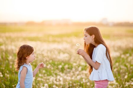 two beautiful little girls stand in the summer field holding dandelions and blowing on them at sunsetの写真素材