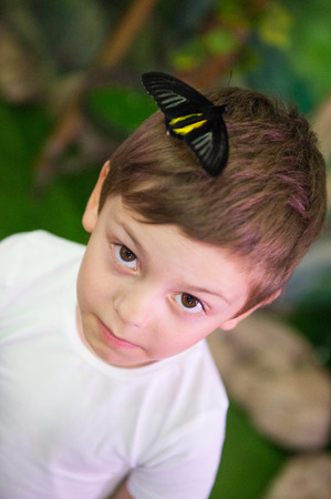 cute little boy with big butterfly sitting on his head in insectariumの写真素材