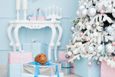 funny brown guinea pig sitting on gift box in beautiful christmas decoration with fir treeの写真素材